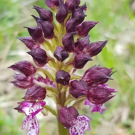 Casa vacanze Du Chene *