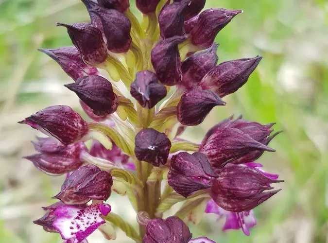 Сasa de vacaciones Du Chene *